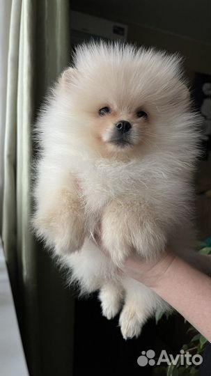 Шикарная девочка