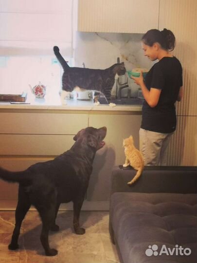 Выгул - зооняня - передержка 