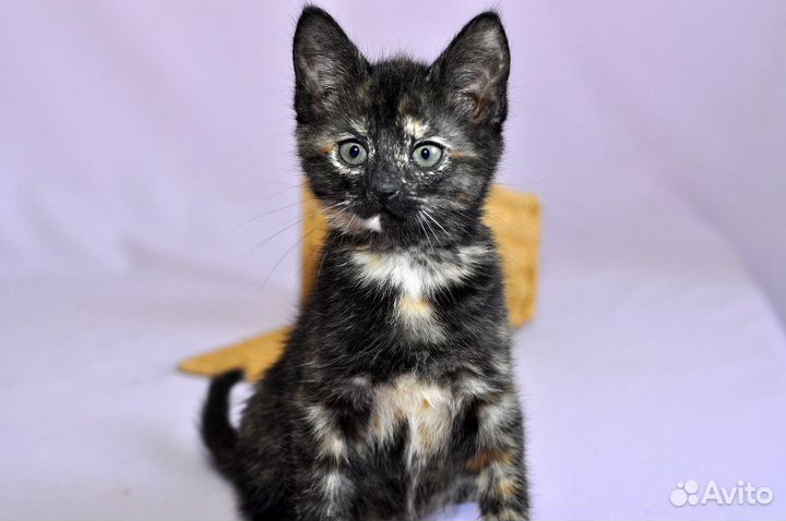 Котенок в добрые руки. Крошка Корица