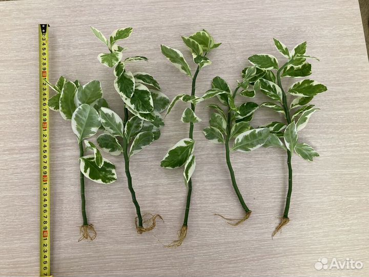 Педилантус отпростки с корнями