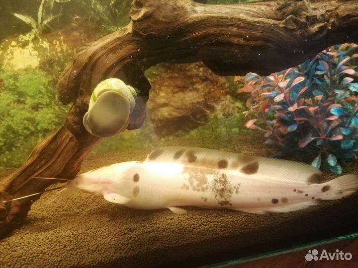 Сом клариус