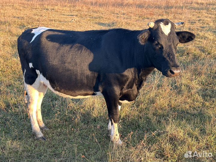 Стельная телка