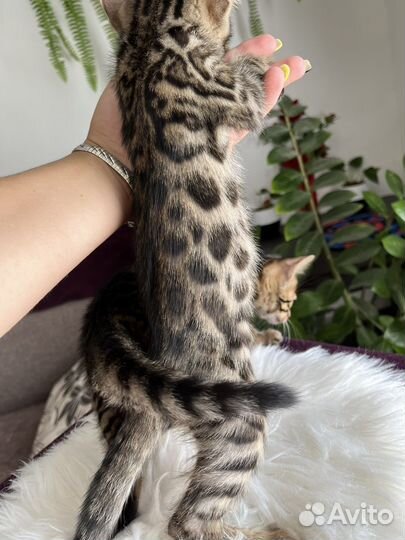 Бенгальская кошка
