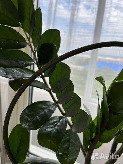 Замиокулькас