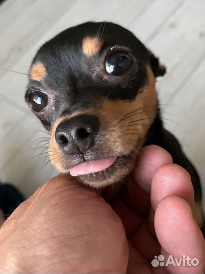 Кейс для AirPods