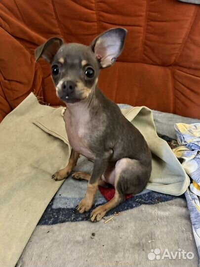 Мини той-терьер