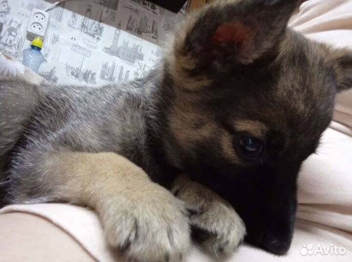 Собачки бесплатно