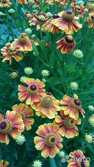 Чай дюшес. Флоксы