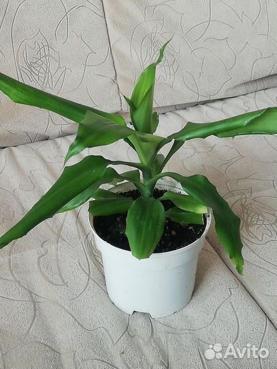 Драцена гукера