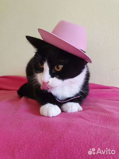 Молодой кот маркиз в добрые руки