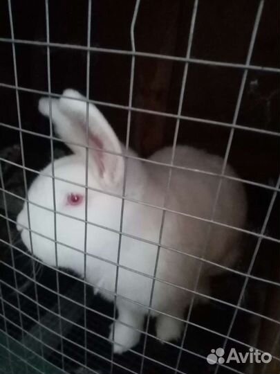 Новозеландский белый кролик