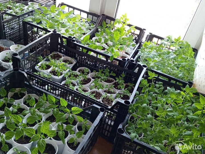 Рассада помидор, перца, огурцов, баклажан