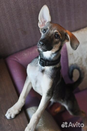 Славик ищет дом