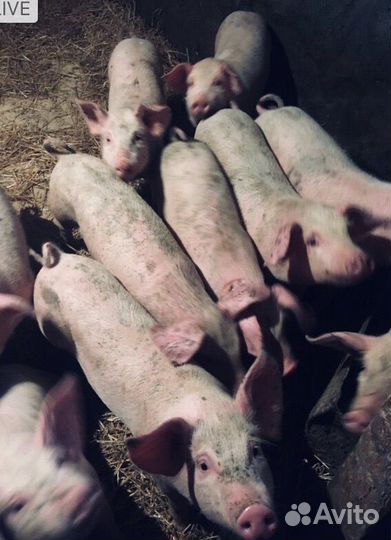 Поросята 2 месяца