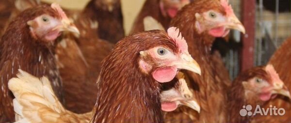 Ломан Браун