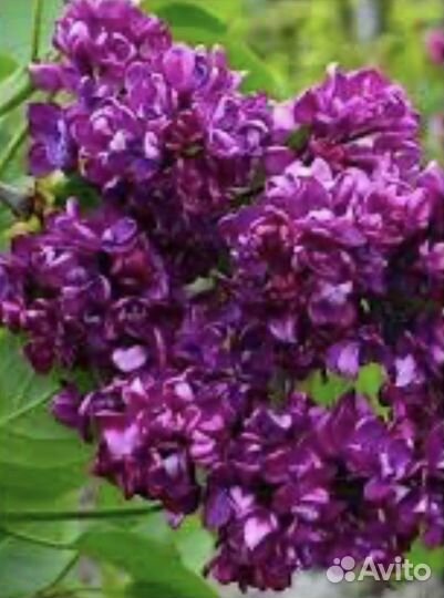 Сирень Красавица Москвы, Сенсация