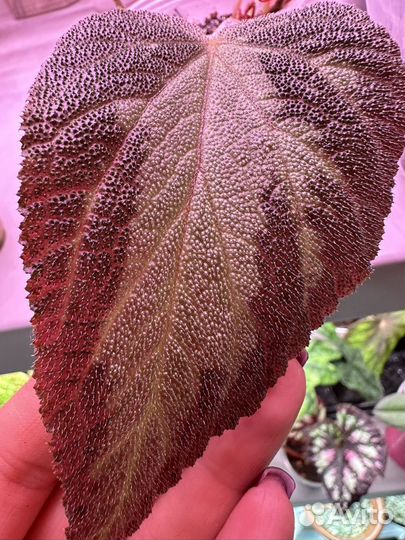 Комнатные растения