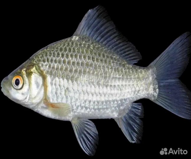 Для рыбалки