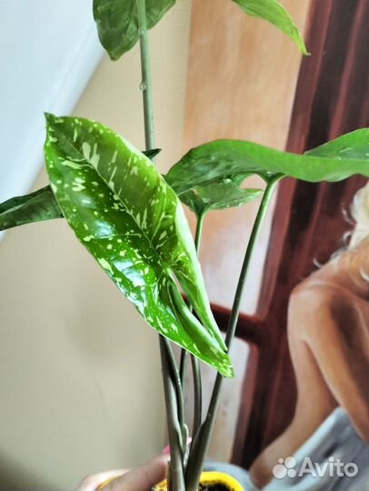 Сингониум Панда