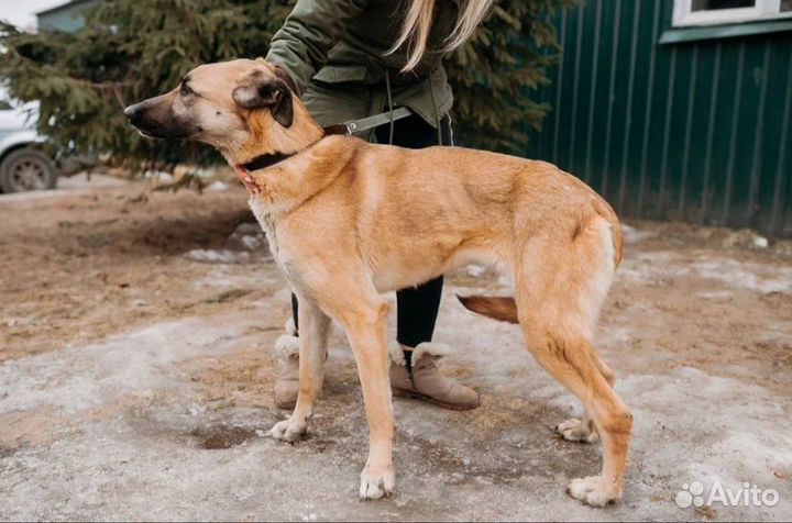 Собака в добрые руки. Белла