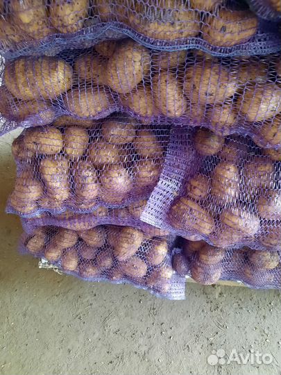 Картофель оптом от производителя