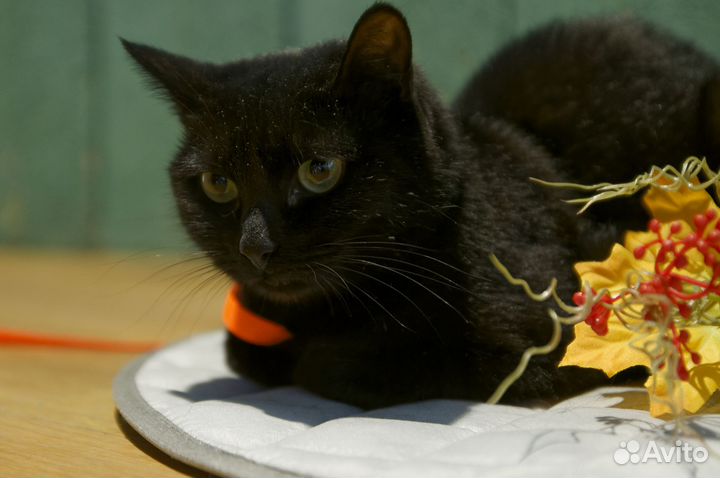 Кошка в дар