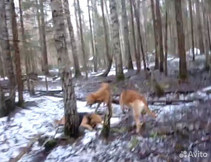 Щенки Русской Гончей