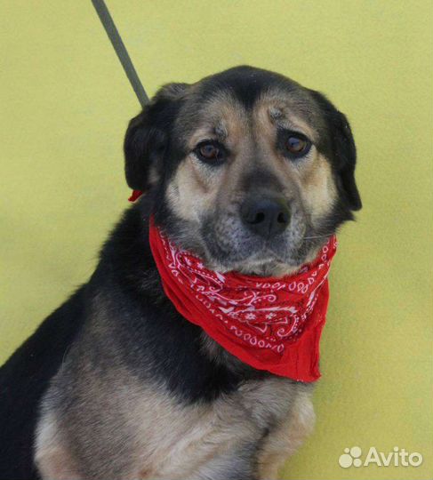 Спасите собаку из приюта