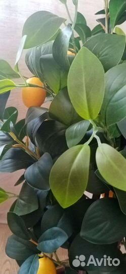 Лимон (ботаническая копия)