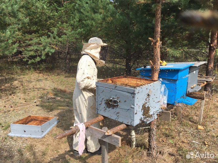 Ульи для пчел, сушь