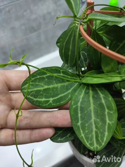 Дисхидия Овата