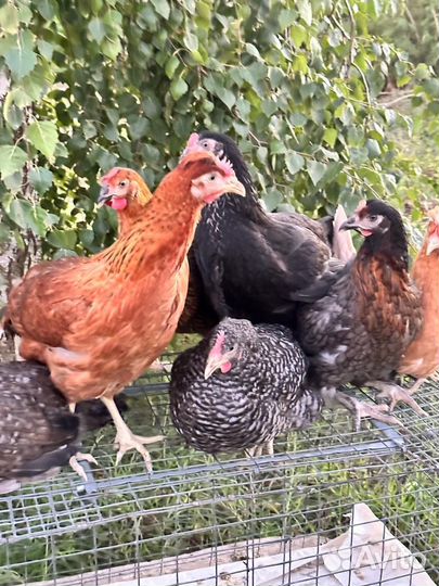 Куры молодки несушки