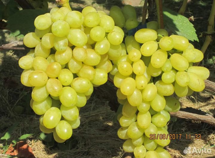 Виноград