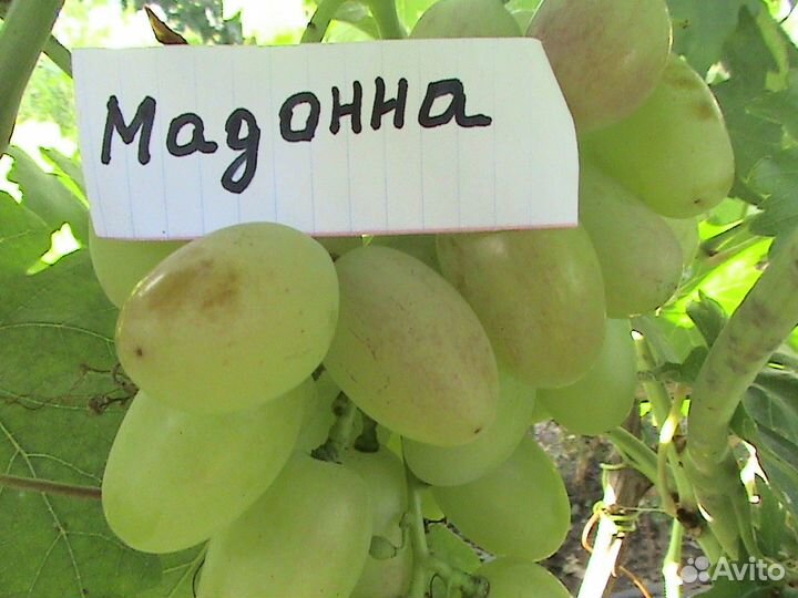 100 элитных сортов винограда