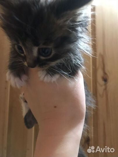 Котята сибирской кошки