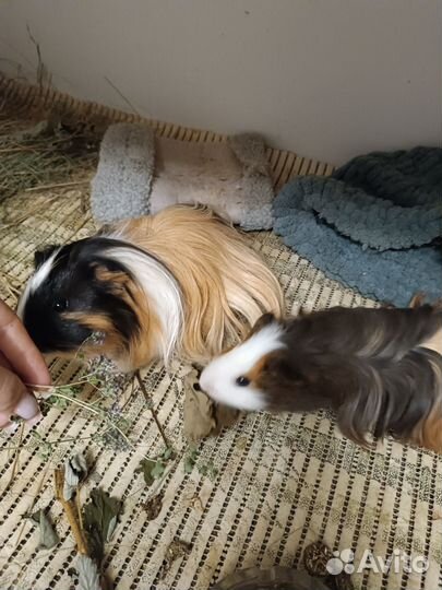 Морская свинка в добрые руки