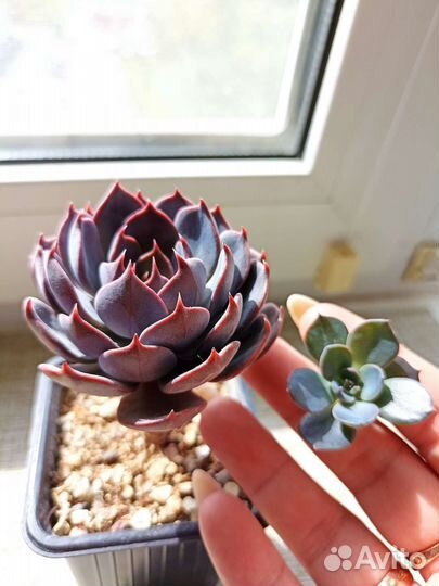 Кактусы и суккуленты