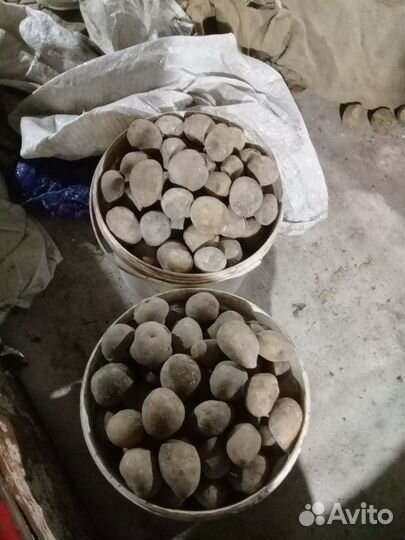 Продам семенной картофель галла