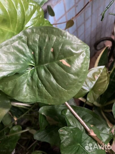 Сингониумы