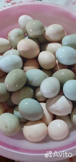 Яйцо инкубационное