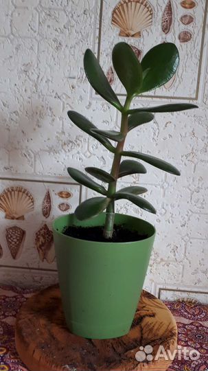 Толстянка - денежное дерево