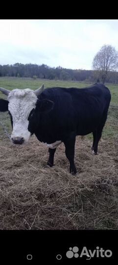 Корова и бык