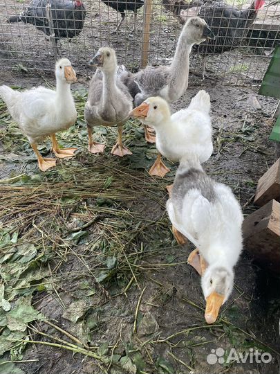 Холмогорские гусята