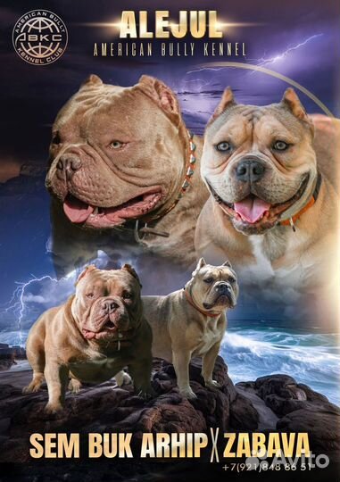 Американский булли