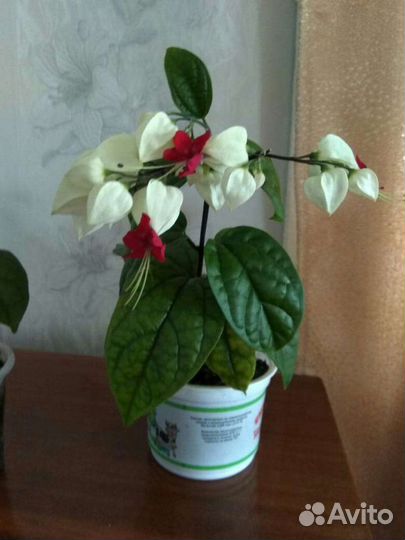 Клеродендрум