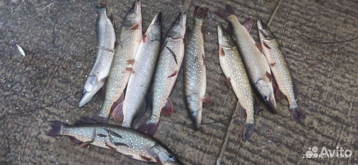 Рыбалка, охота и отдых