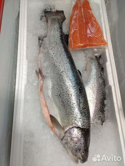 Форель морская премиум 3/4 кг