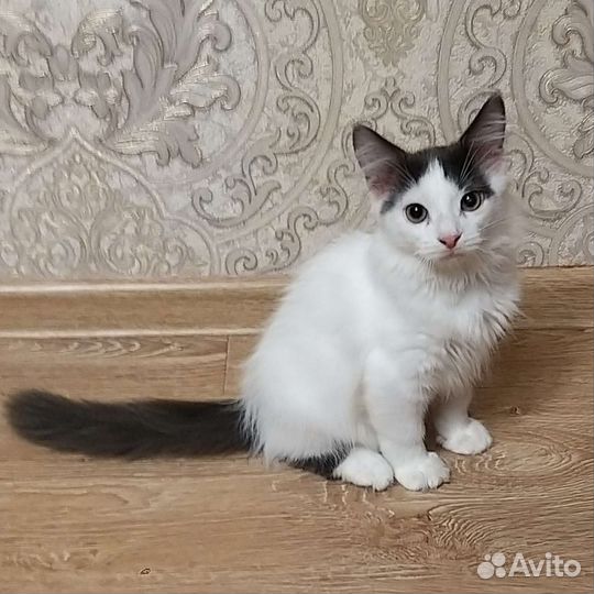 Котята бесплатно