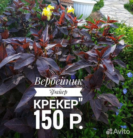 Садовые многолетние цветы