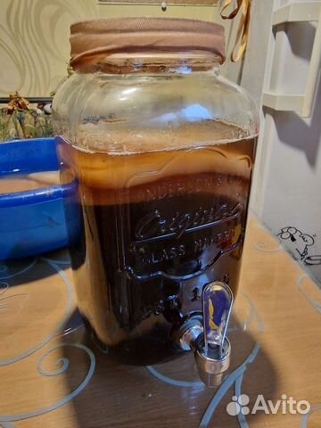 Чайный гриб комбуча